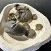 Ammonite display, multiple species Prehistoric Online