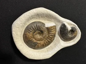 Fossil ammonite display, multiple species Prehistoric Online