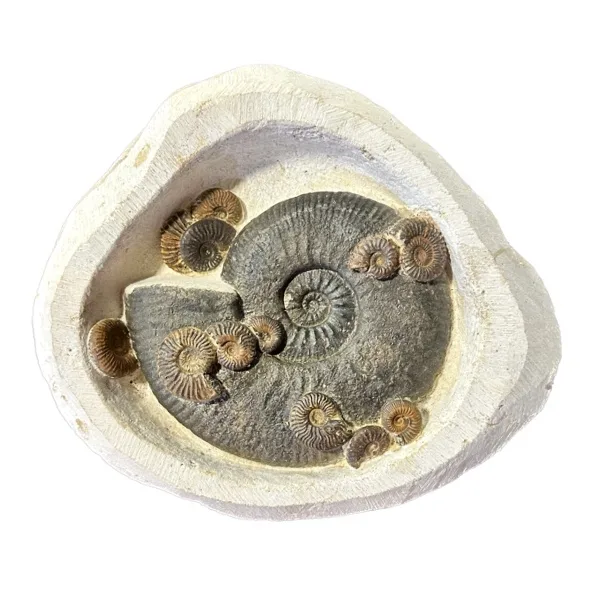 Fossil ammonite display, multiple species Prehistoric Online