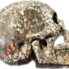 Dinosaur bone skull, hand finished Prehistoric Online
