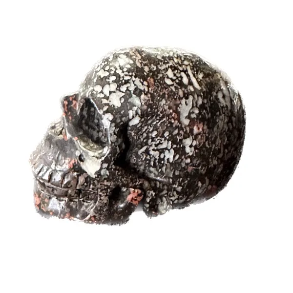 Dinosaur bone skull, hand finished Prehistoric Online