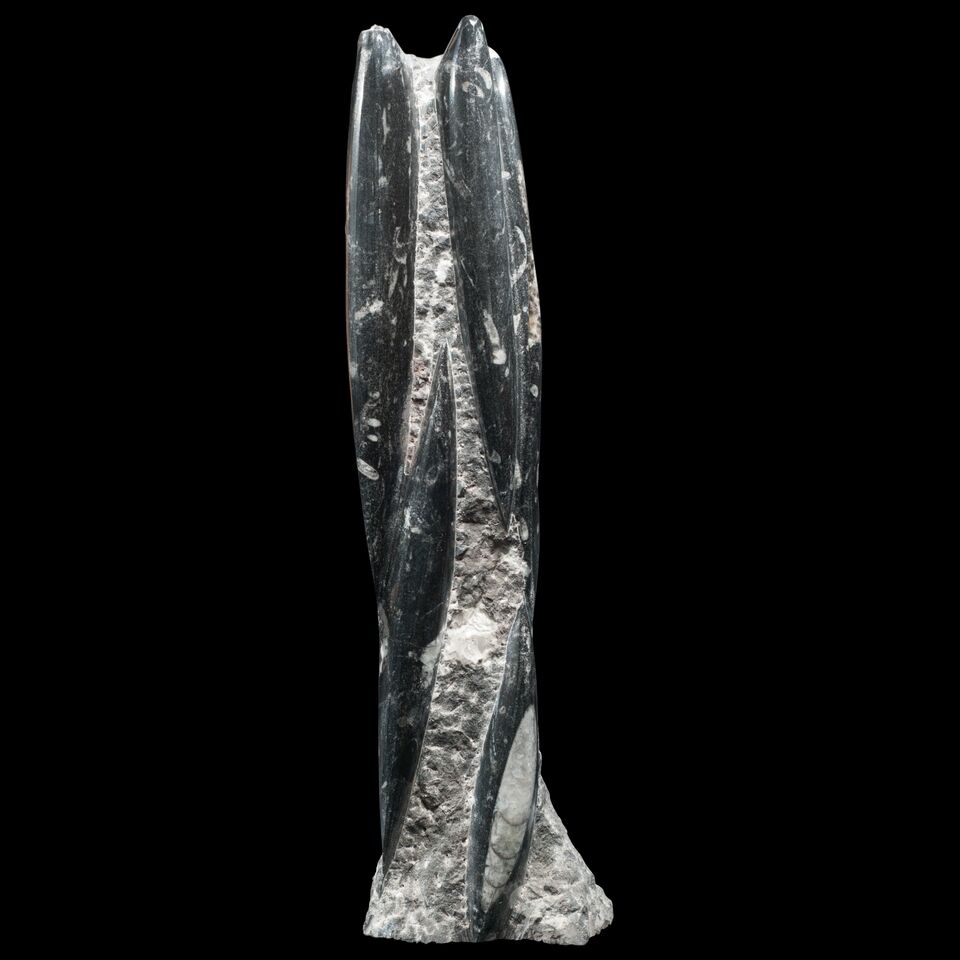 Orthoceras death plate with intricate shell patterns, shaped like a tower.
