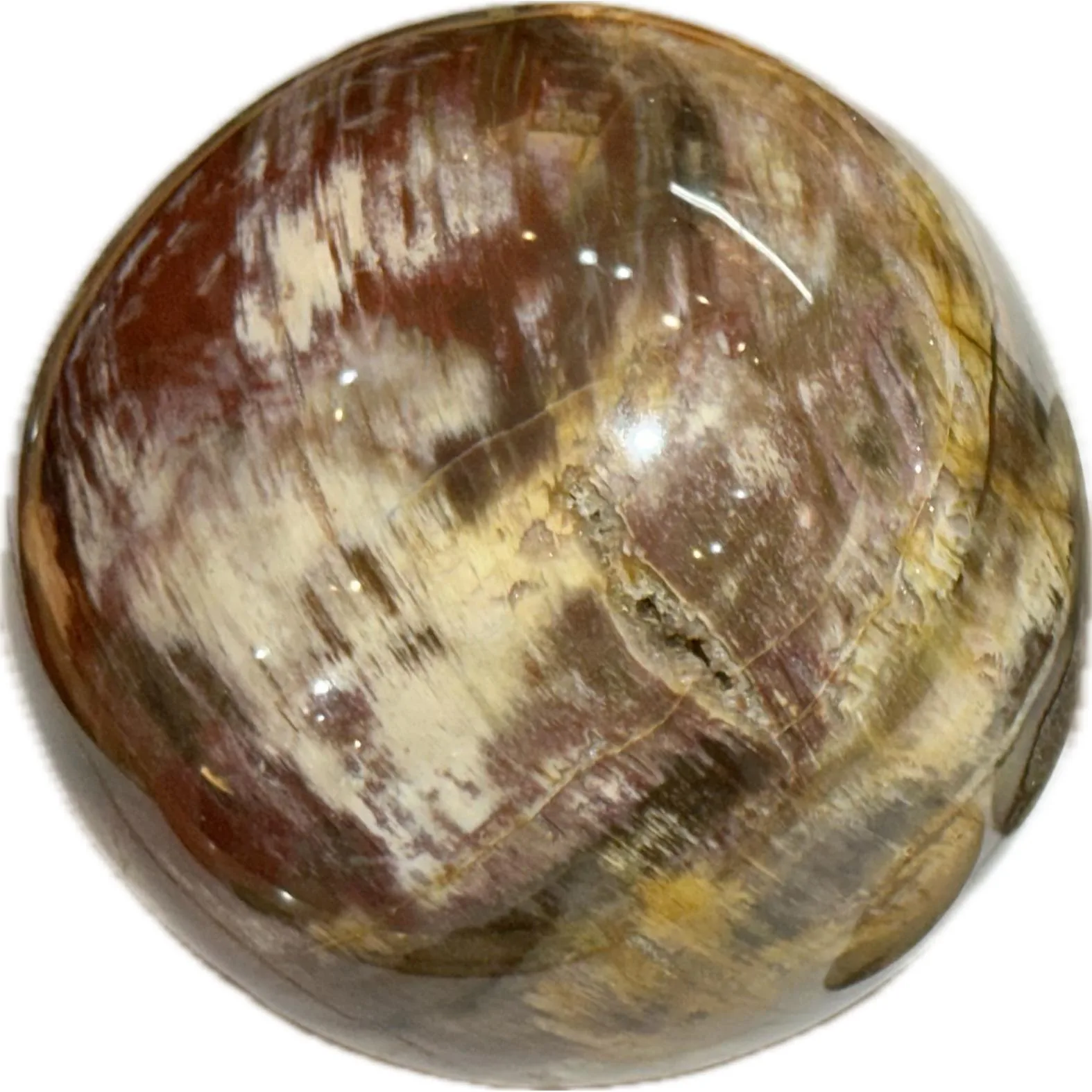 Petrified Wood Sphere, Madagascar, huge Prehistoric Online