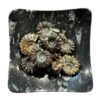 Tractor Ammonite – Madagascar Prehistoric Online