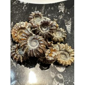 Tractor Ammonite – Madagascar Prehistoric Online