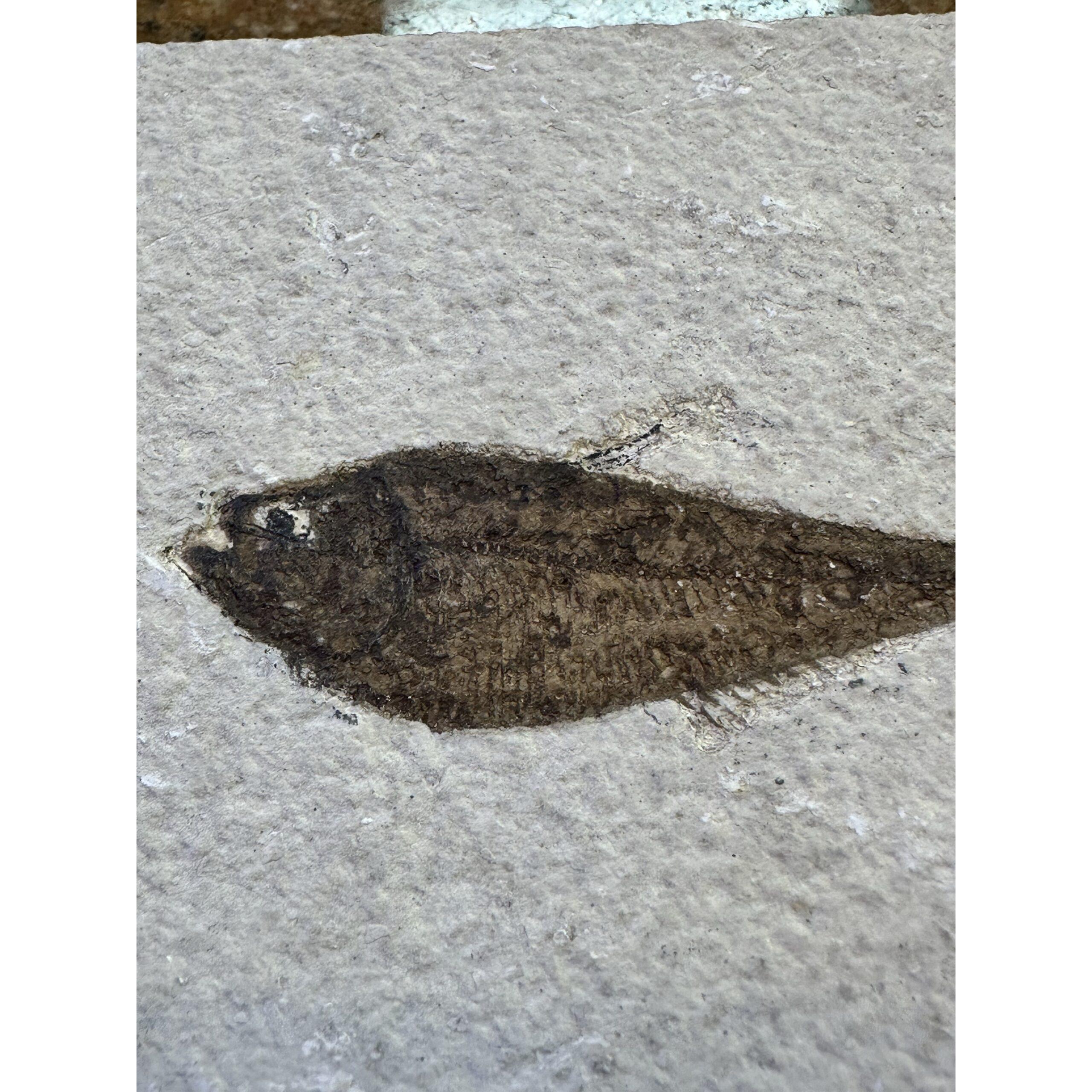 Knightia Fossil Fish from Wyoming Prehistoric Online