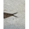 Knightia Fossil Fish from Wyoming Prehistoric Online