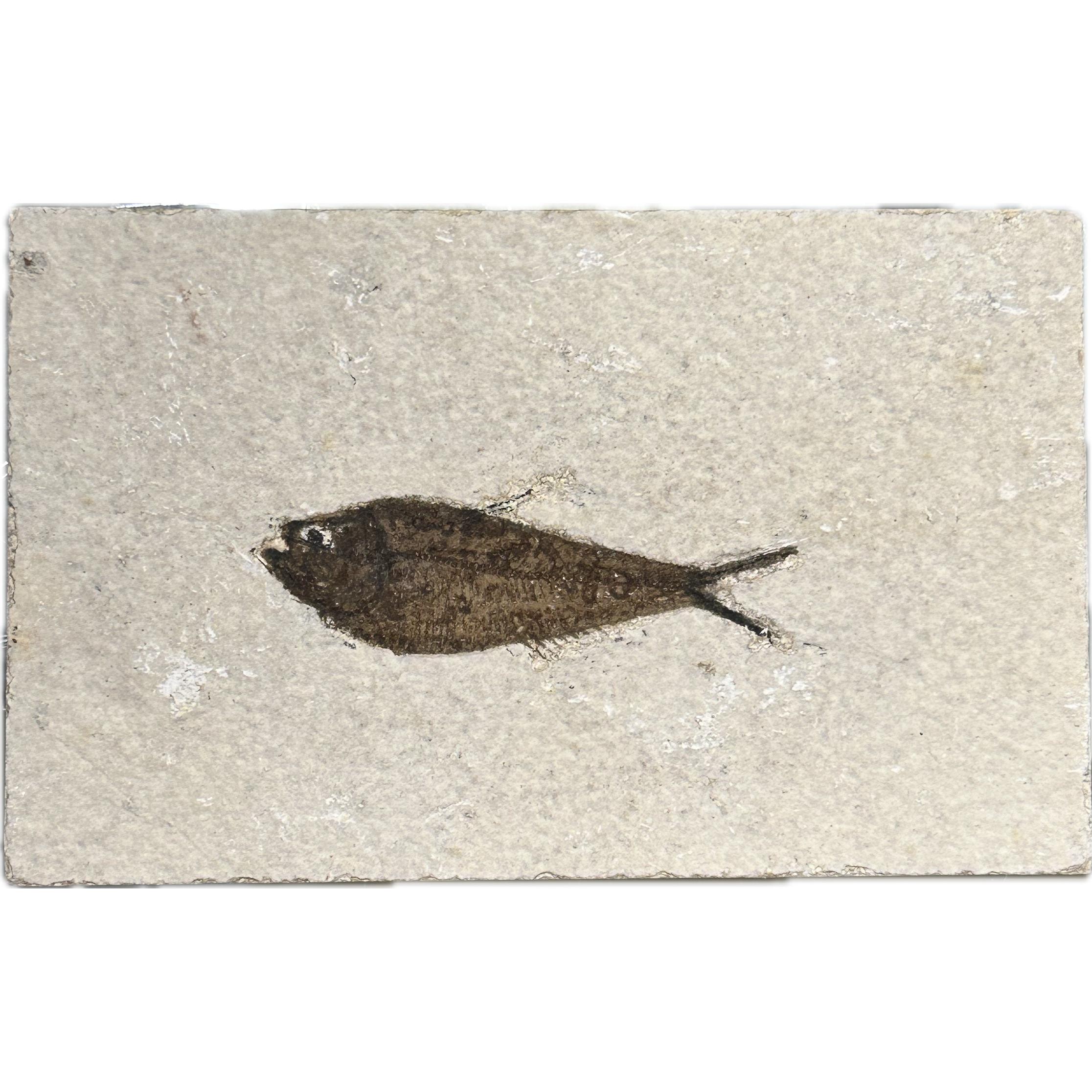 Natural Knightia Fossil Fish from Wyoming Prehistoric Online