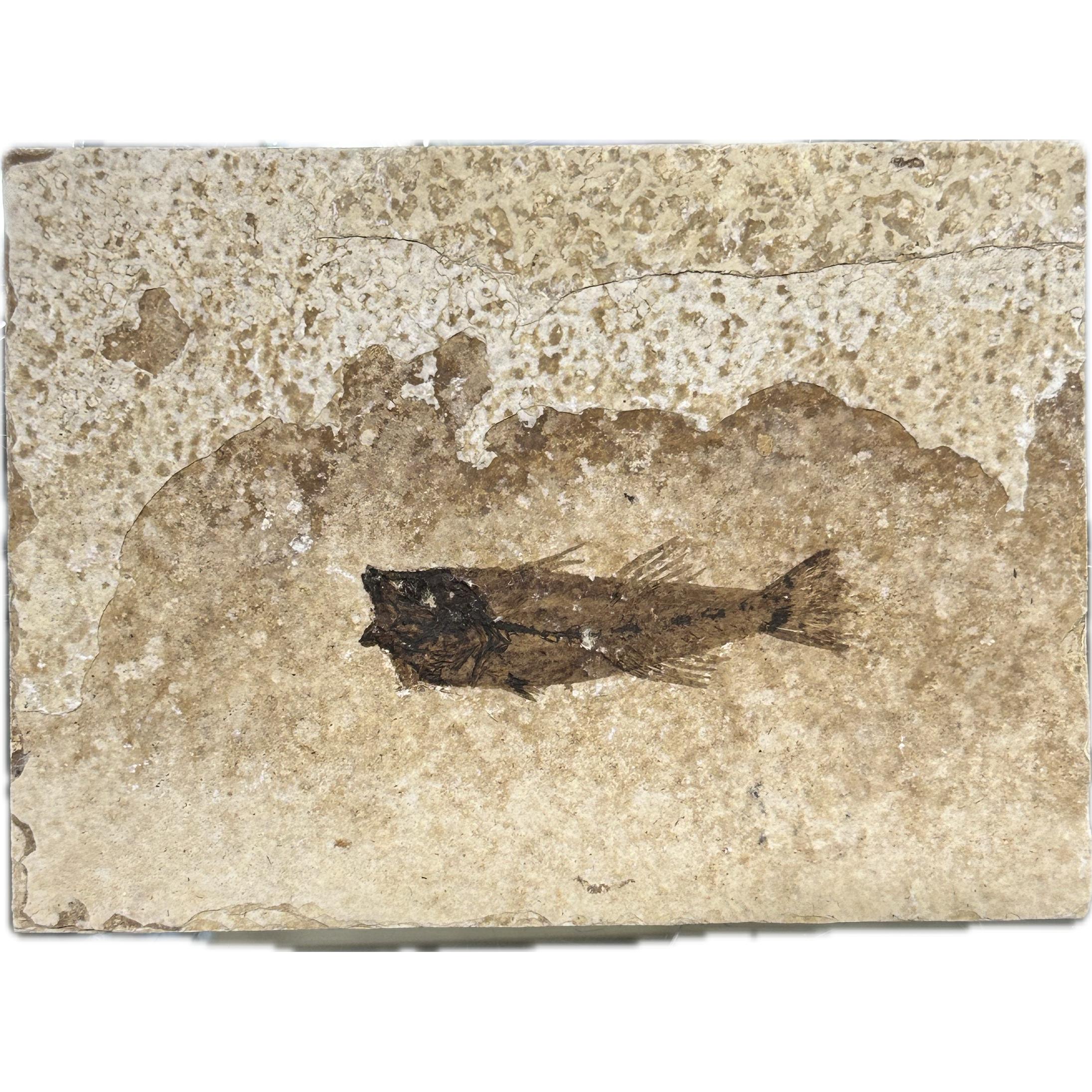 Natural Knightia Fossil Fish from Wyoming Prehistoric Online