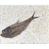 Diplomystis Fossil Fish from Wyoming Prehistoric Online