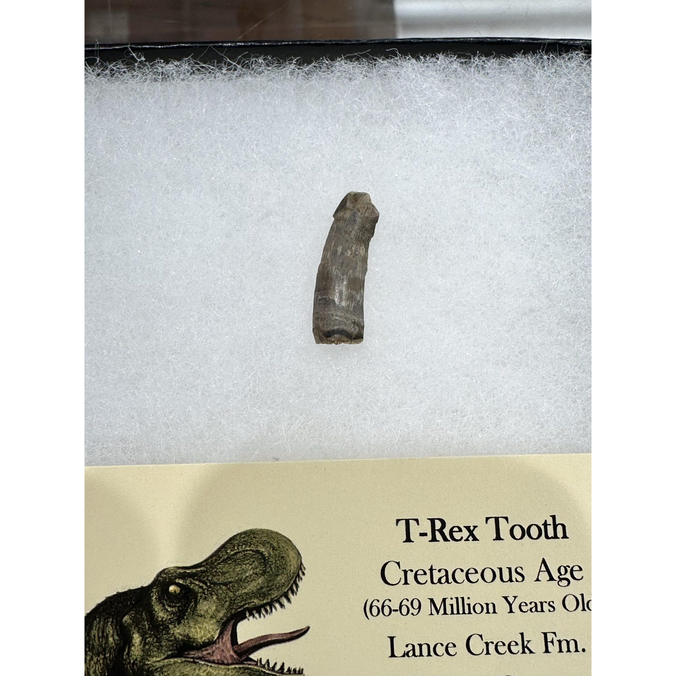 Genuine Tyrannosaurus Rex tooth – Hell Creek Formation Prehistoric Online