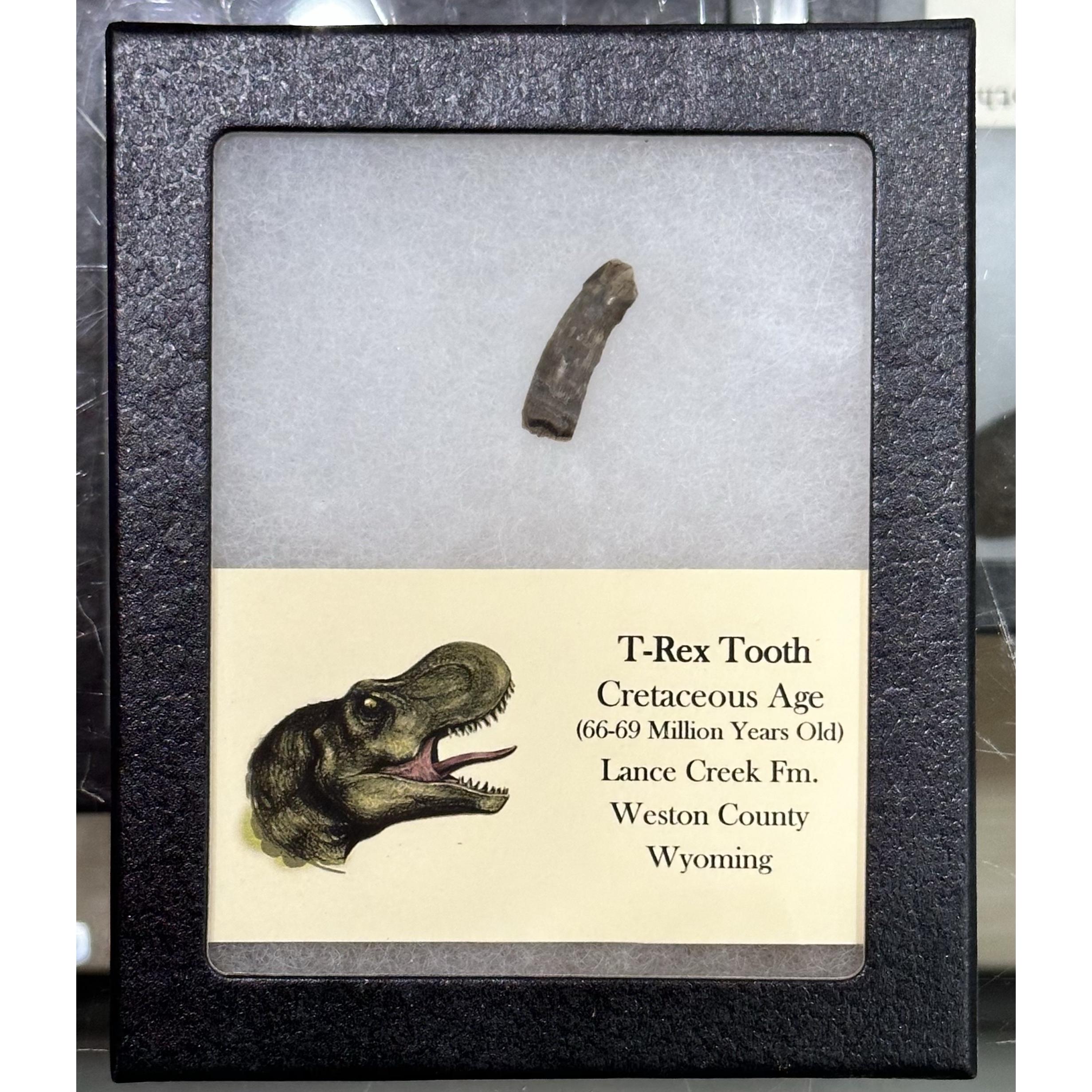 Genuine Tyrannosaurus Rex tooth – Hell Creek Formation Prehistoric Online