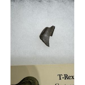 Genuine Tyrannosaurus Rex tooth – Serrated Prehistoric Online