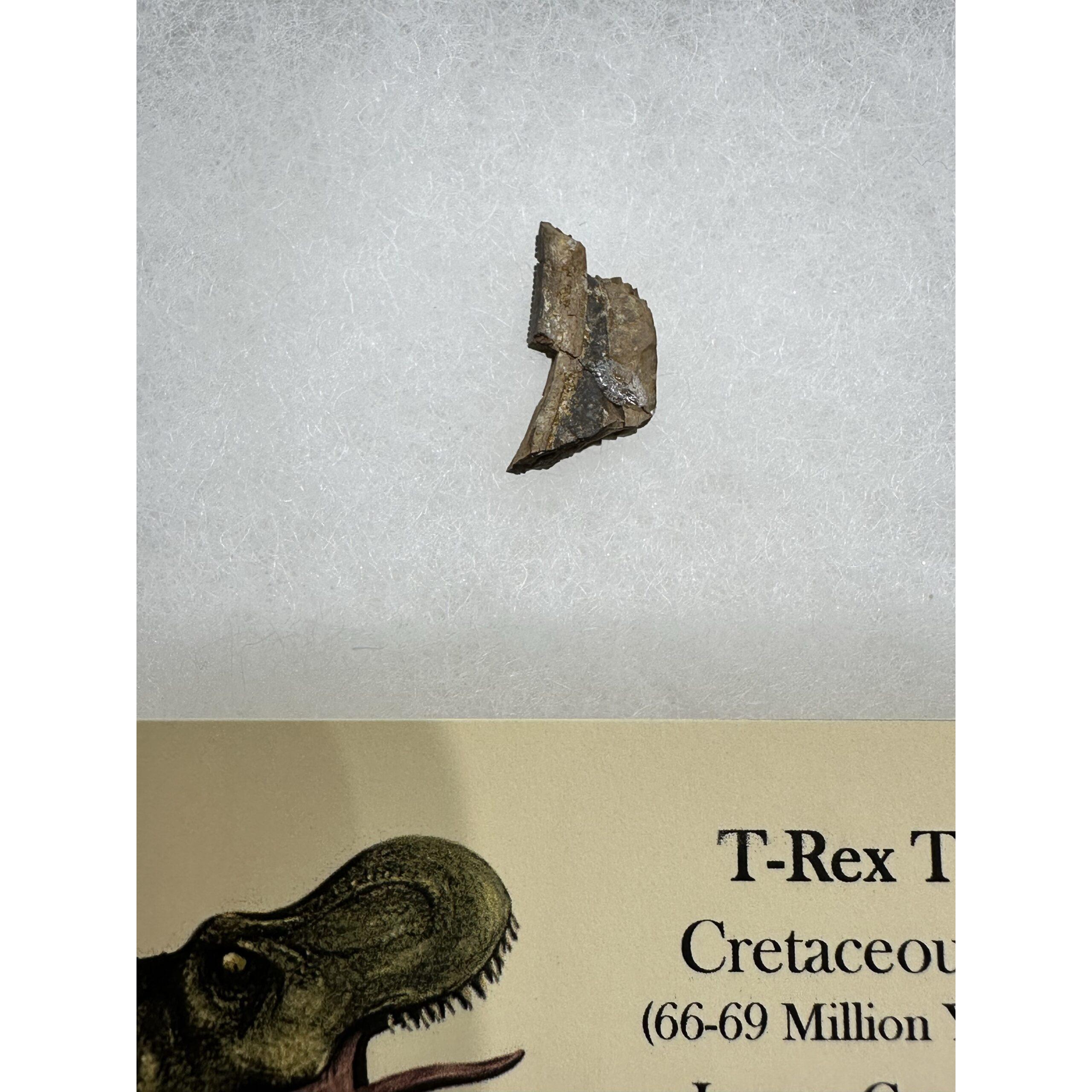 Tyrannosaurus Rex tooth – Serrated Prehistoric Online