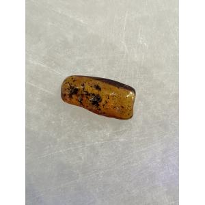 Amber with Bugs , Lithuania Prehistoric Online