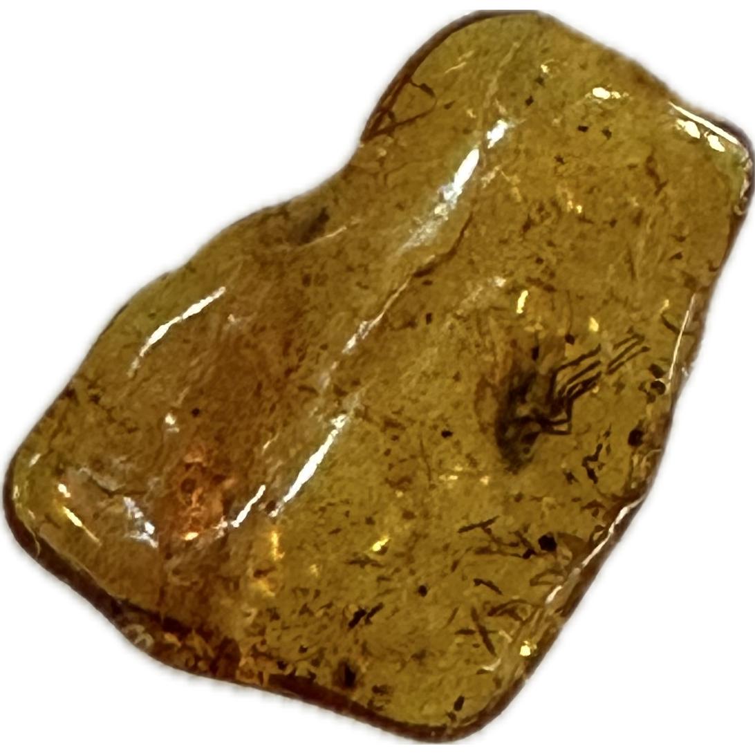 Amber with Bugs , Lithuania Prehistoric Online