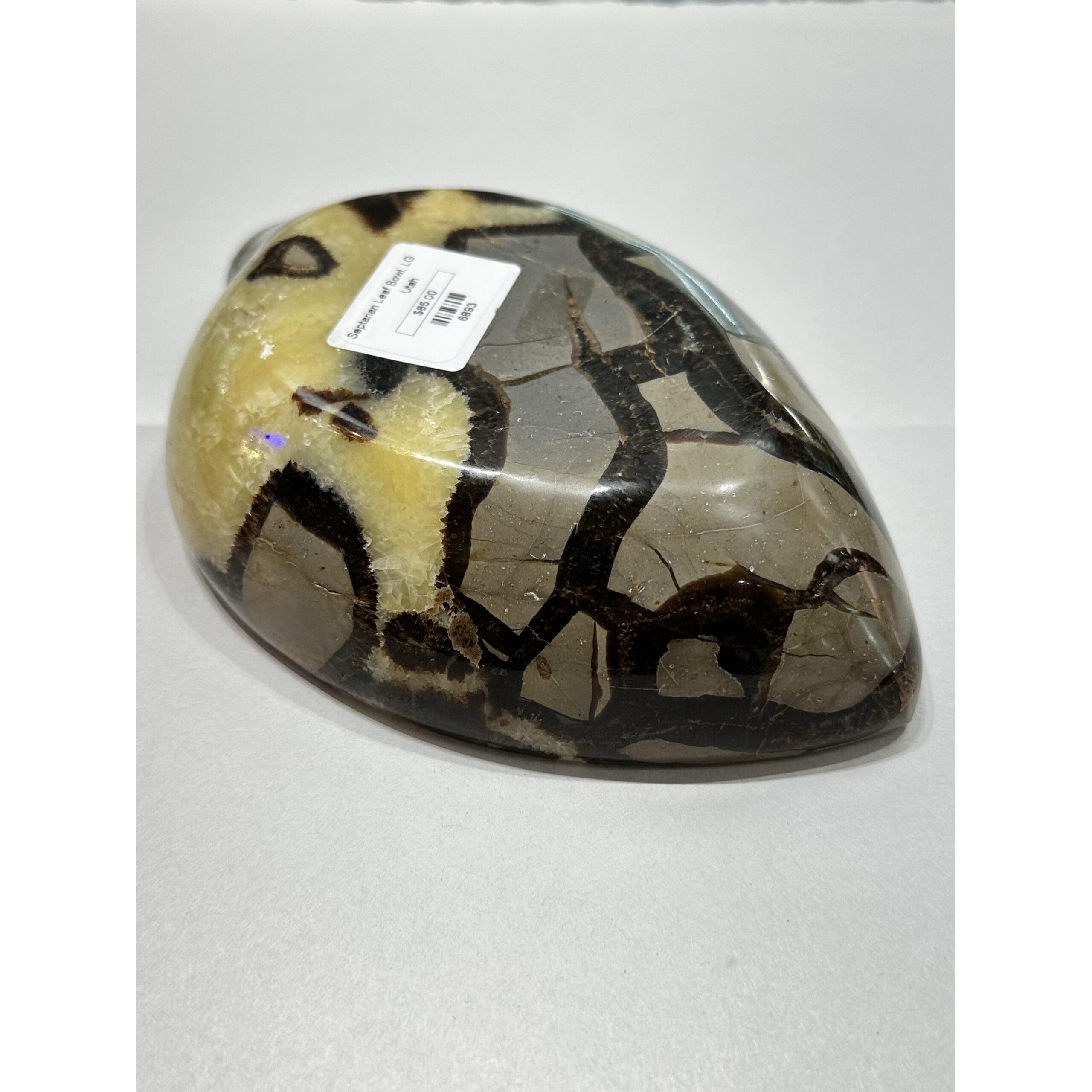 Septarian Carved leaf Bowl – Utah, Hand made Prehistoric Online