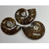 Whole Cleoniceras Cleon Ammonite – 4″ Prehistoric Online