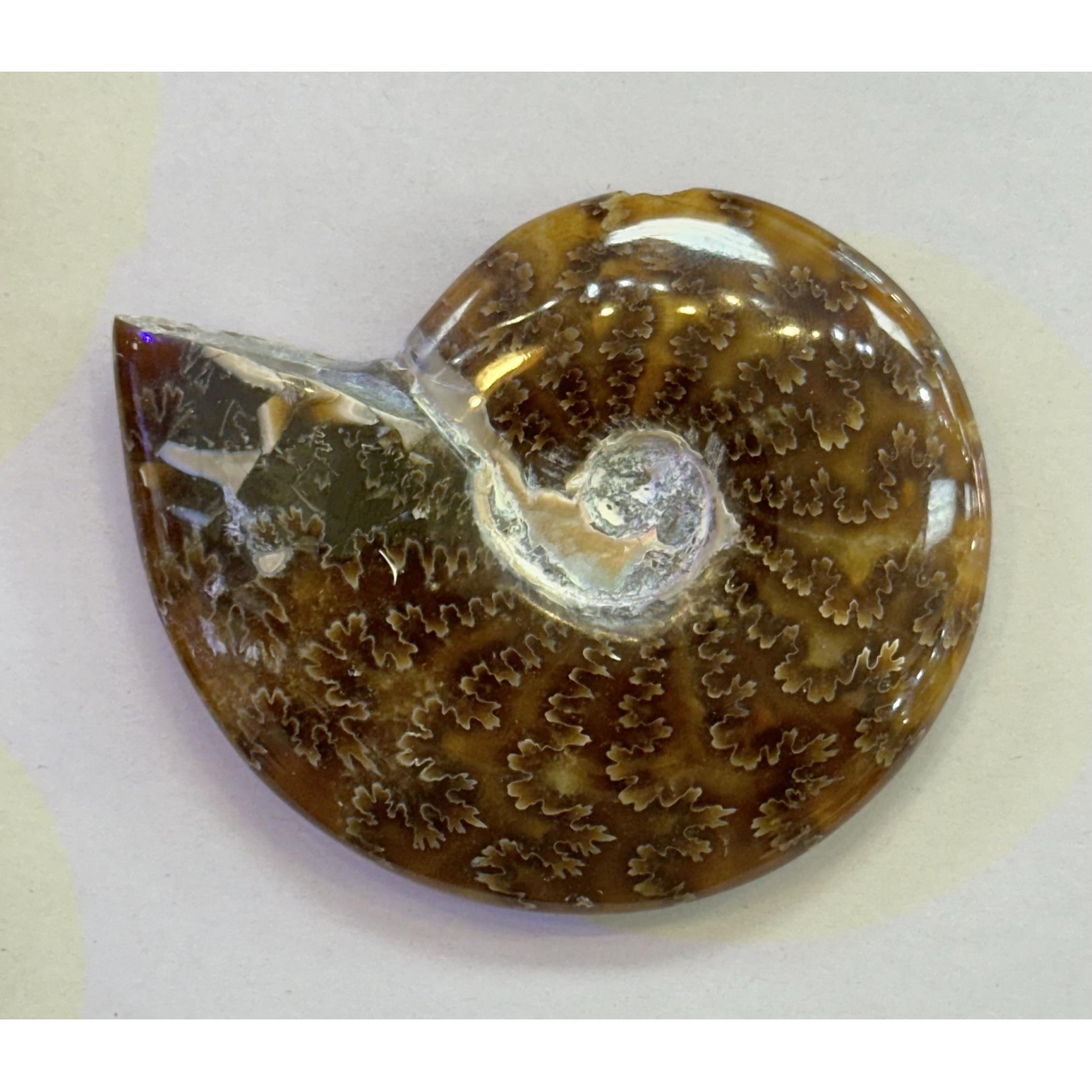 Whole Cleoniceras Cleon Ammonite – 4″ Prehistoric Online