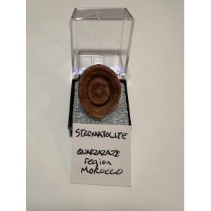 Stromatolite thumbnail fossil, Morocco Prehistoric Online