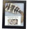 Rattlesnake skin with Rattle Prehistoric Online