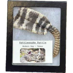 Rattlesnake skin with Rattle Prehistoric Online