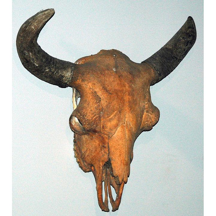 Fossil Bison Tooth – Florida, dark black ice age color Prehistoric Online