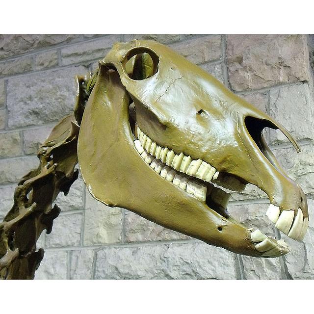 Fossil Horse Tooth – Florida, AA grade Iceage molar Prehistoric Online