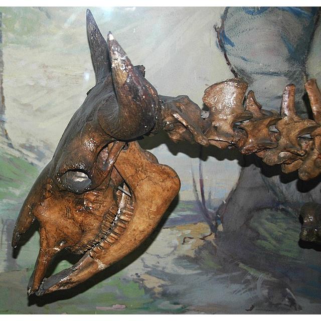 Fossil Bison Tooth – Florida, dark black ice age color Prehistoric Online