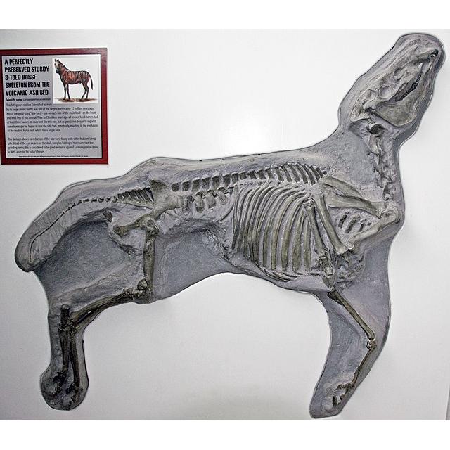 Fossil Horse Teeth &#8211; Florida, Molar and Canine set