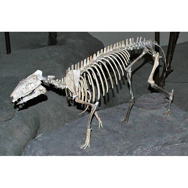 Fossil Horse Tooth – Florida, 3″ Molar, A grade Prehistoric Online