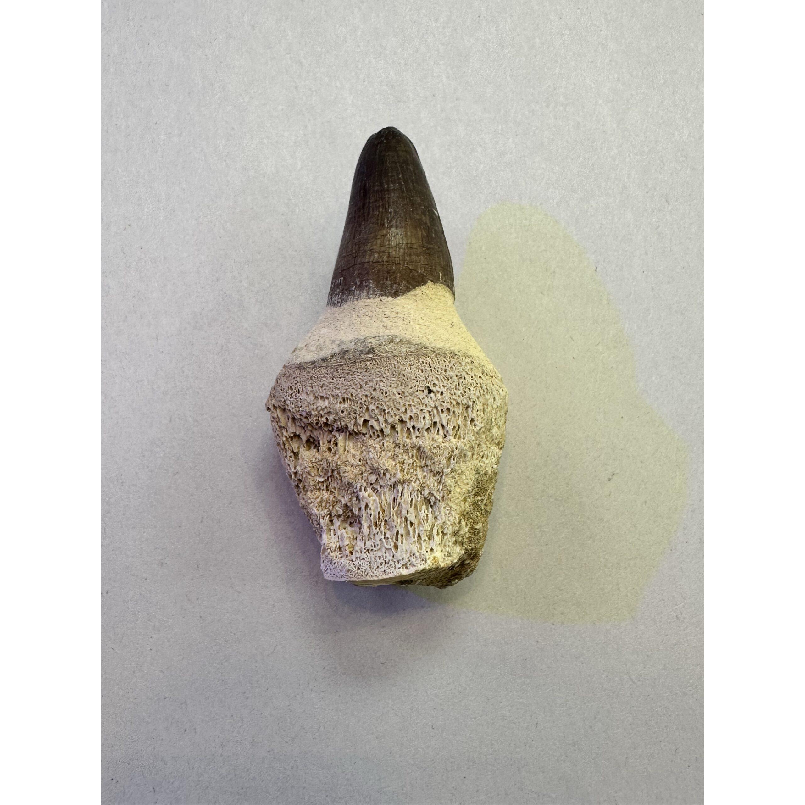 Mosasaurus tooth with root, great 2 7/8 inch fossil Prehistoric Online