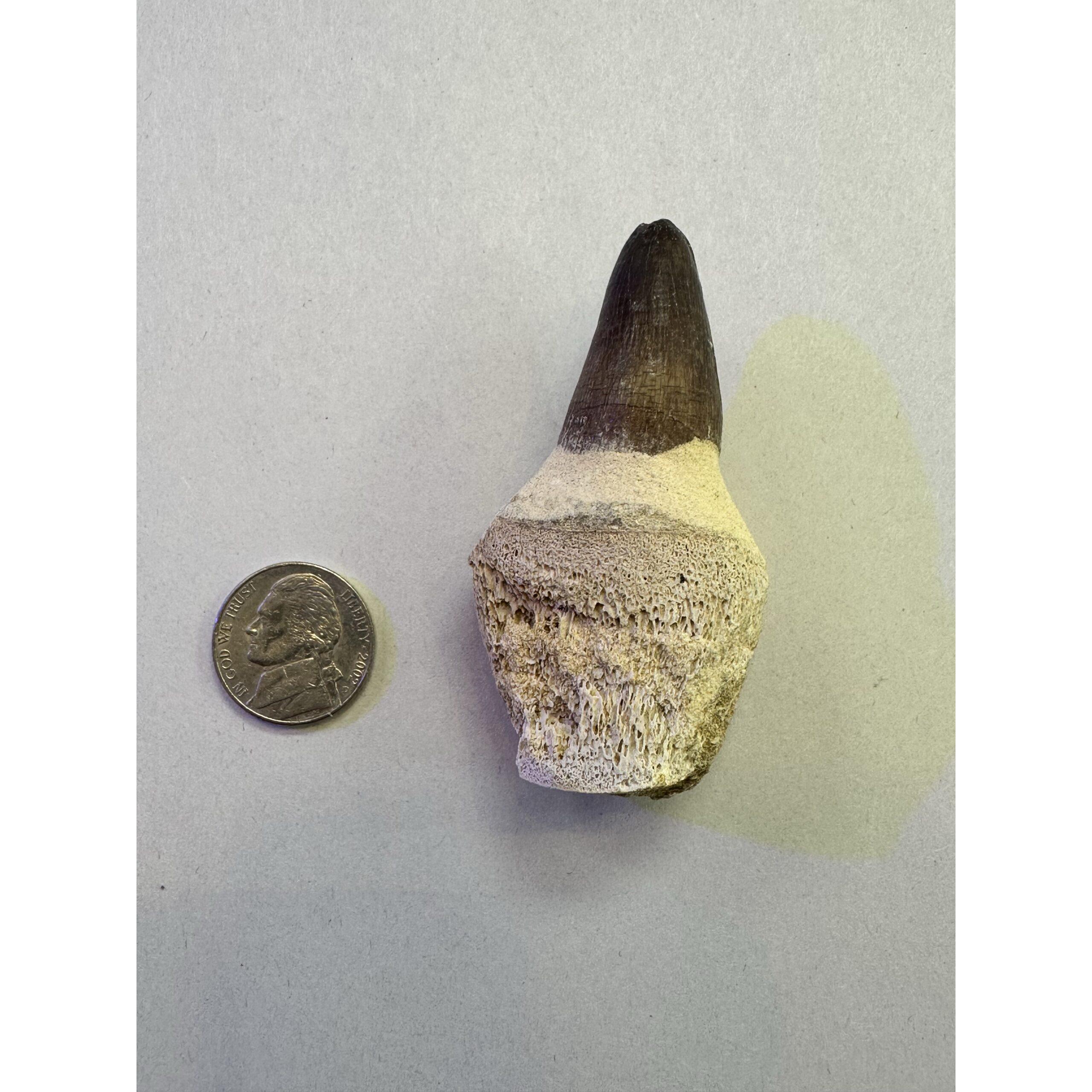 Mosasaurus tooth with root, great 2 7/8 inch fossil Prehistoric Online