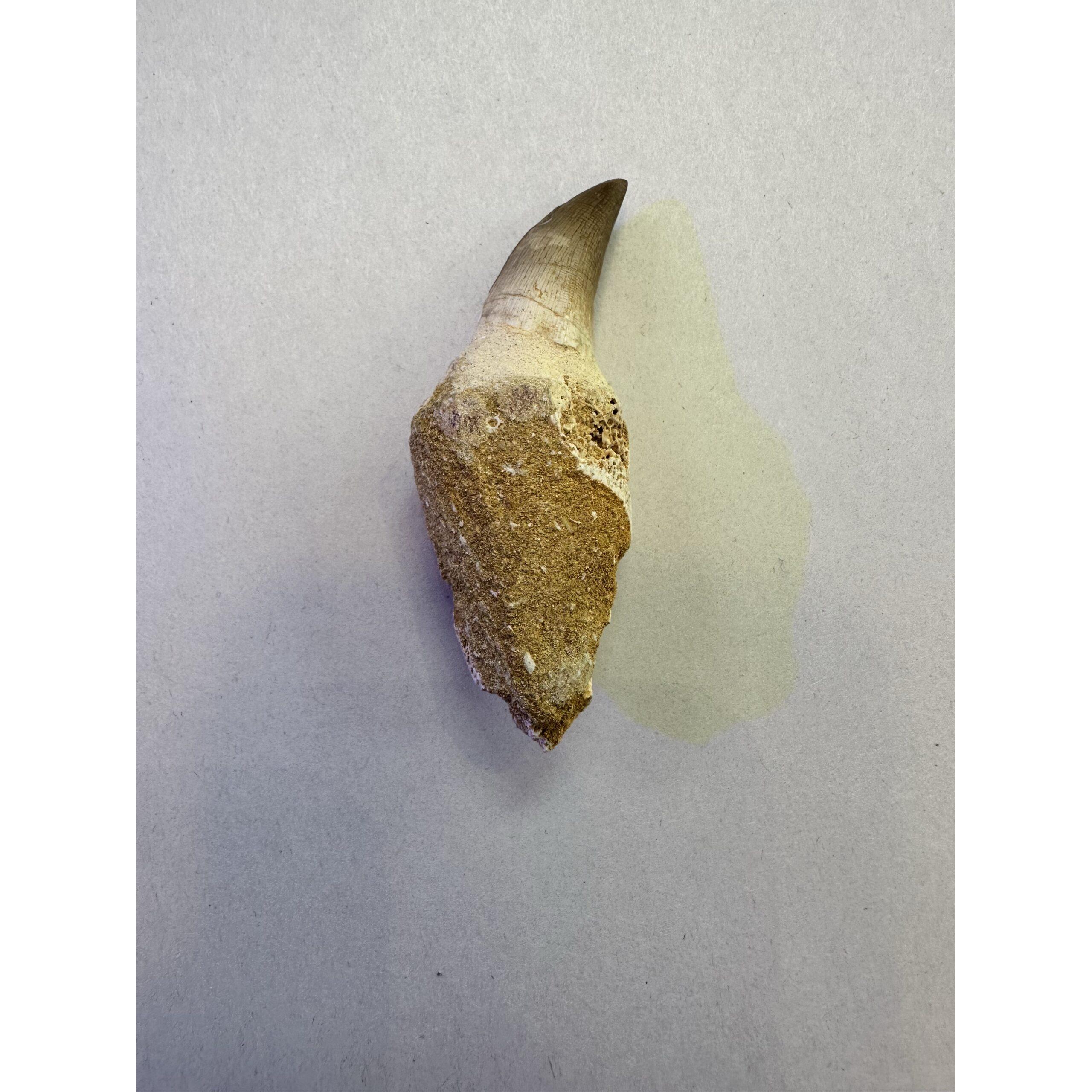 Mosasaurus tooth with jaw section Prehistoric Online
