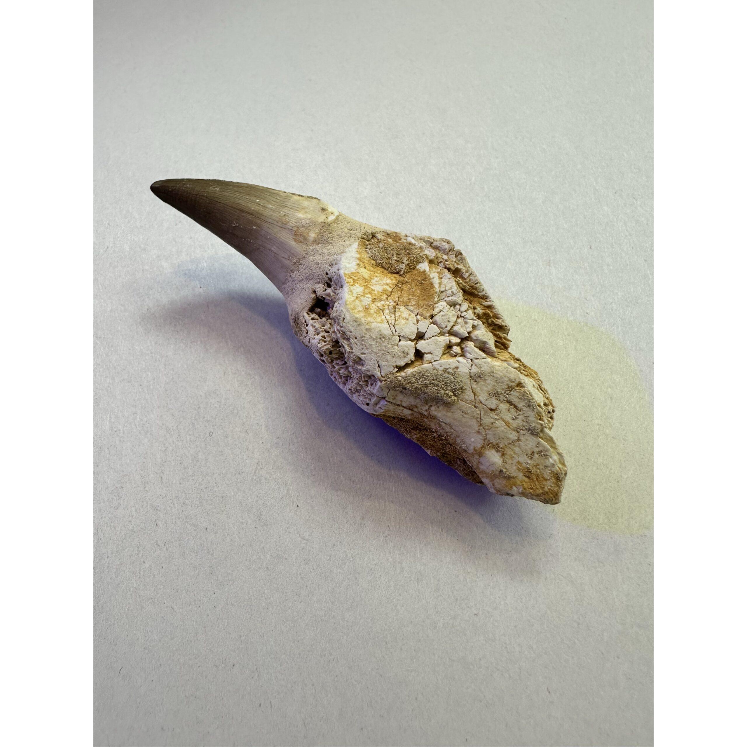 Mosasaurus tooth with jaw section Prehistoric Online