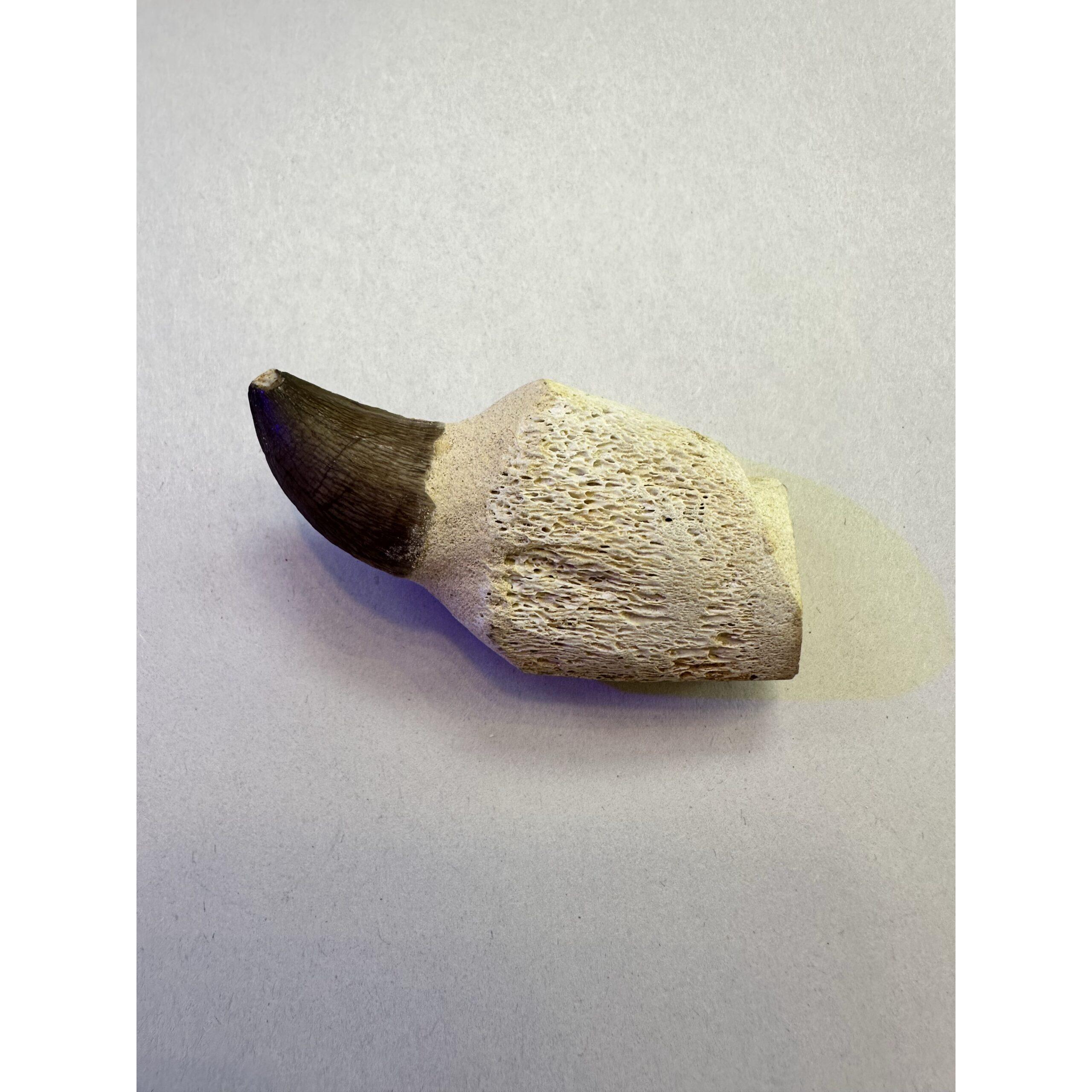 Mosasaurus tooth with well defined bone marrow root Prehistoric Online