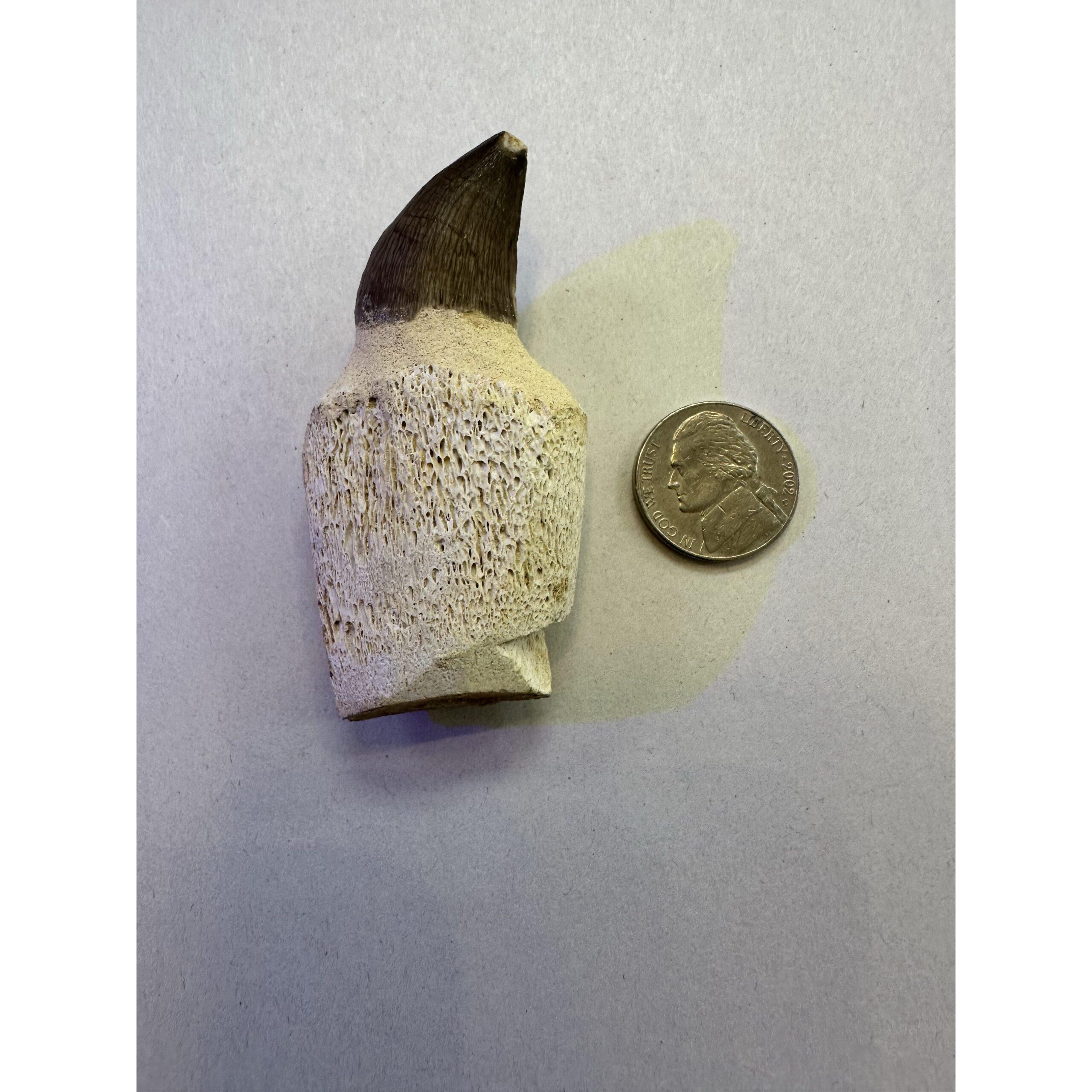 Mosasaurus tooth with well defined bone marrow root Prehistoric Online