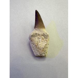 Mosasaurus tooth with root Prehistoric Online