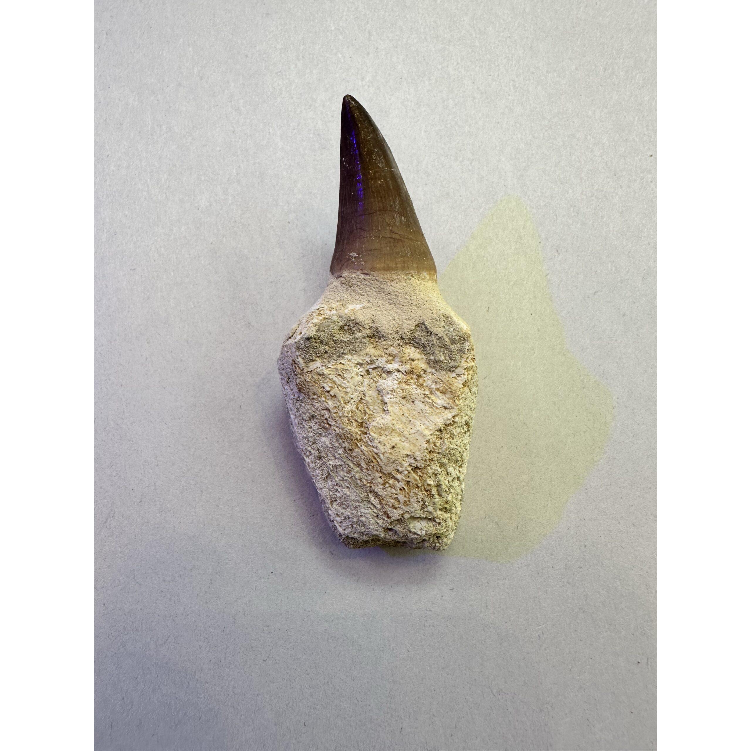 Mosasaurus tooth, 3 inches long from Morocco Prehistoric Online
