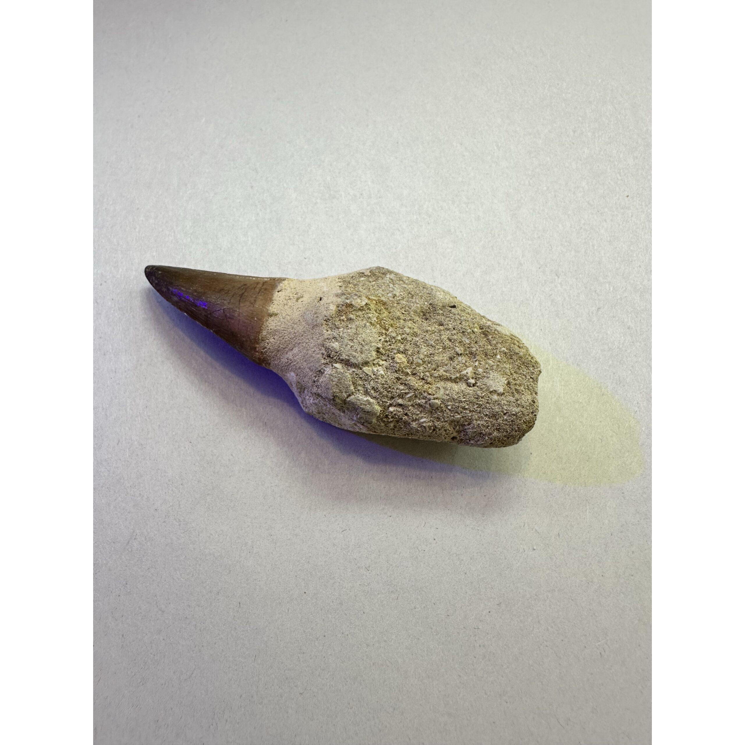 Mosasaurus tooth, 3 inches long from Morocco Prehistoric Online