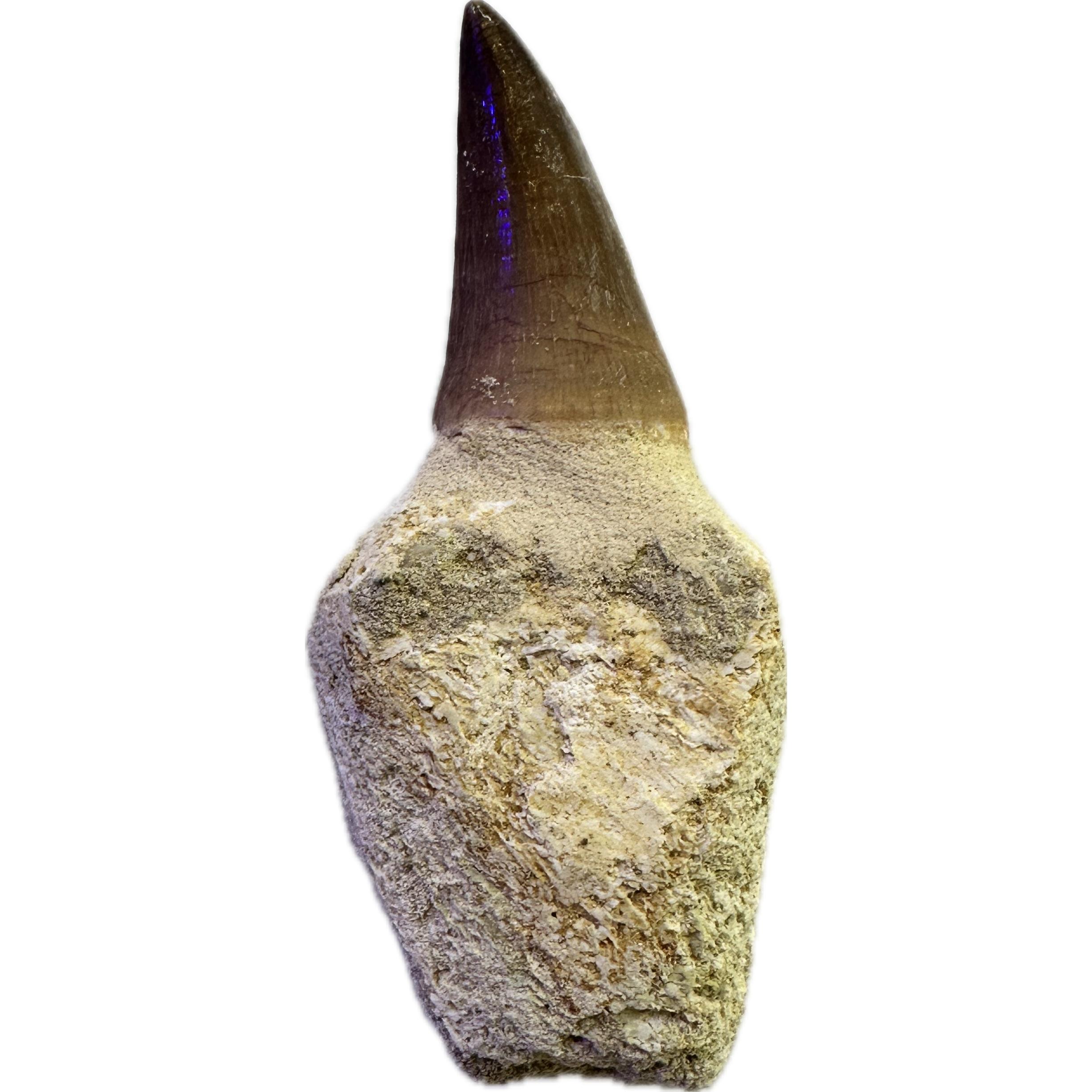 Mosasaurus tooth with root Prehistoric Online
