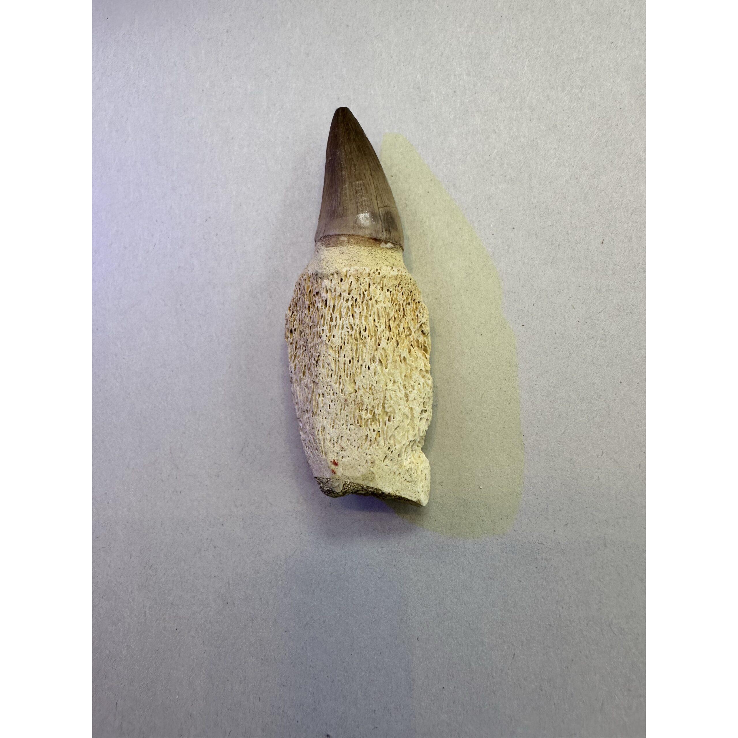 Mosasaurus tooth with root, Morocco Prehistoric Online