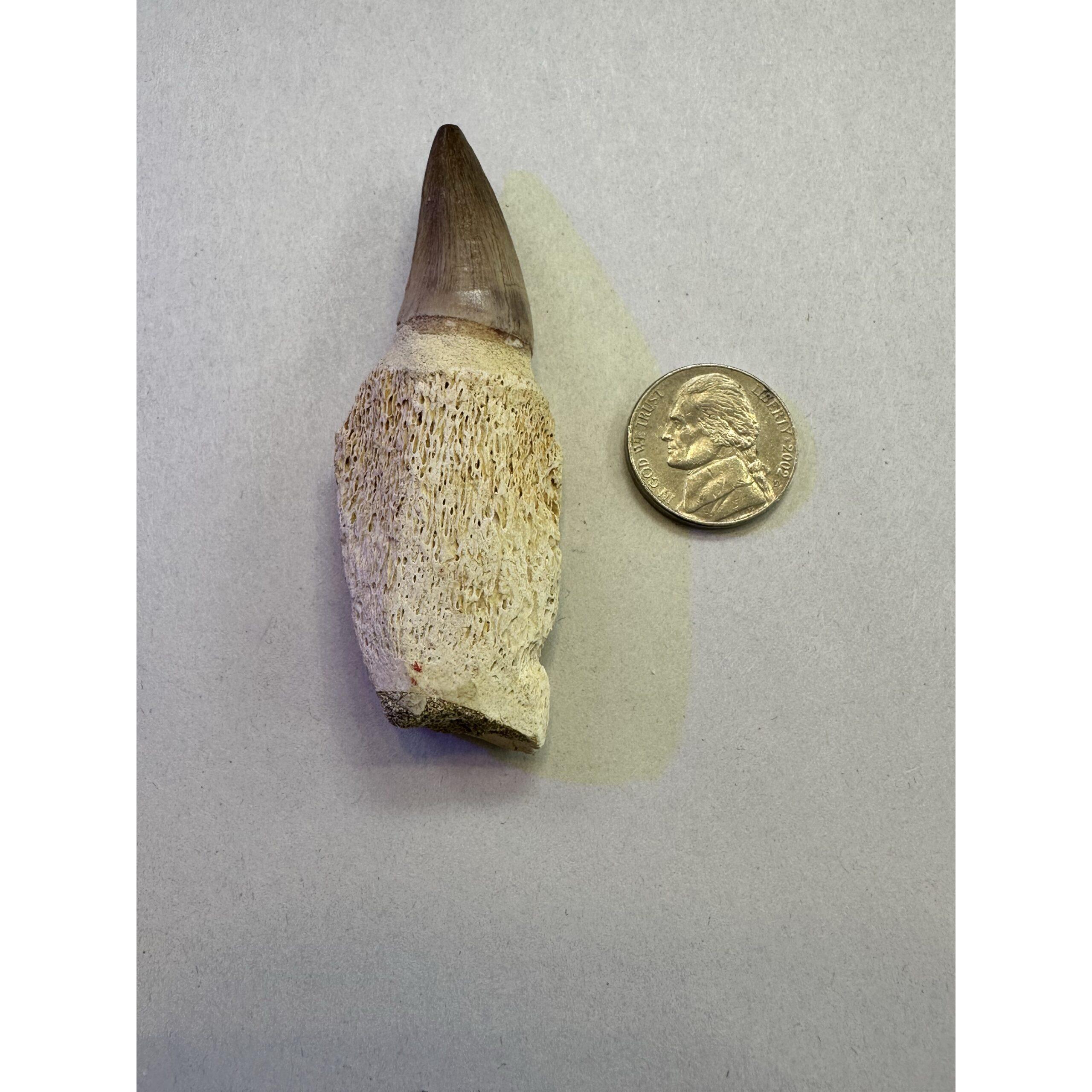 Mosasaurus tooth with root, Morocco Prehistoric Online