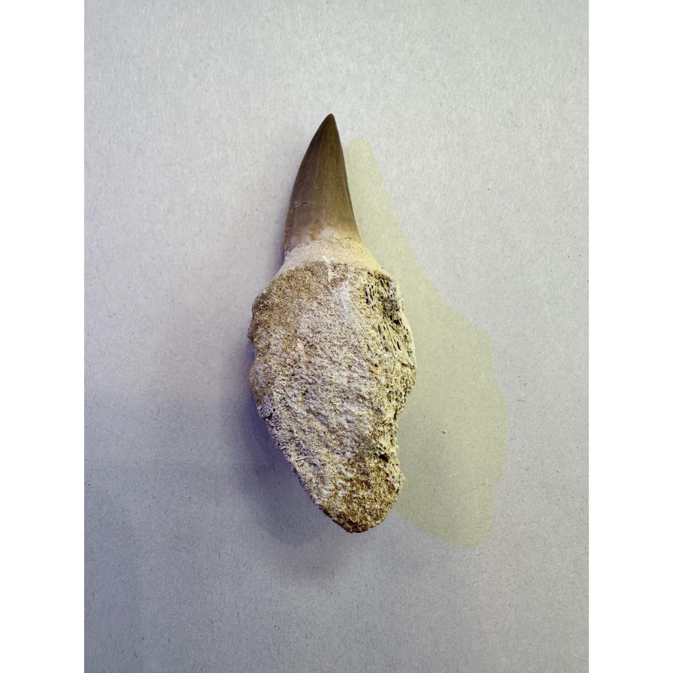 Mosasaurus tooth with root, Beautiful 3 inches long Prehistoric Online