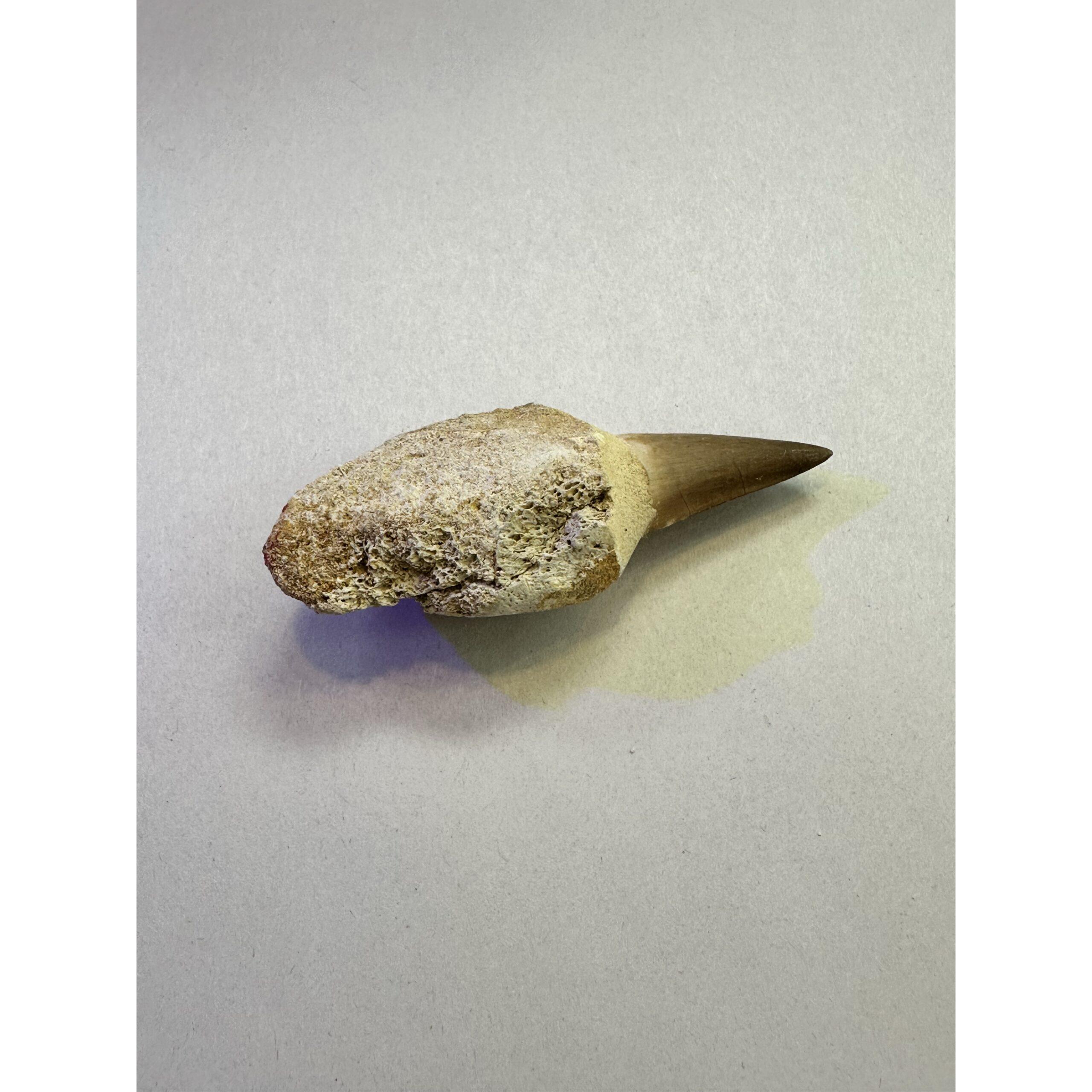 Mosasaurus tooth with root, Beautiful 3 inches long Prehistoric Online
