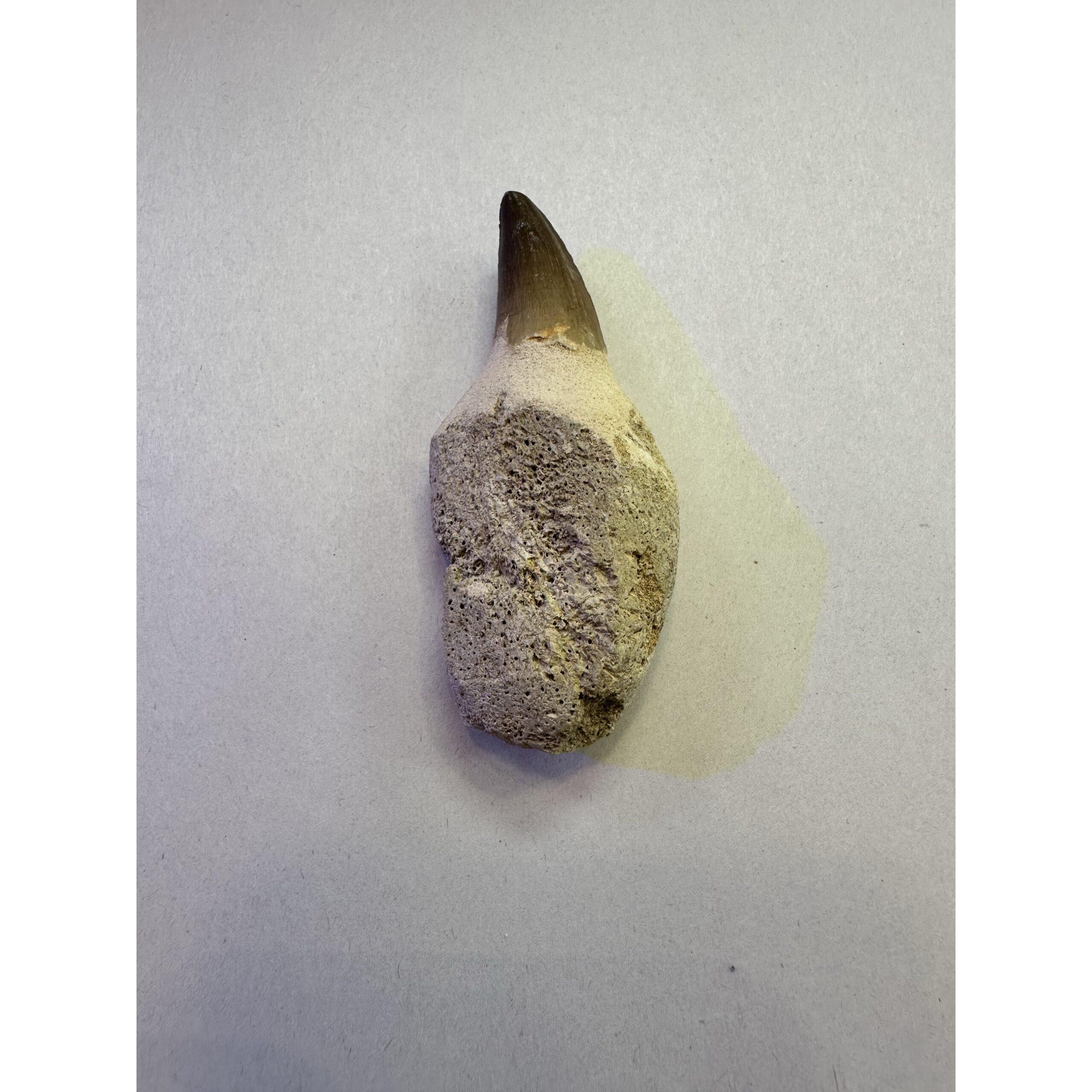 Mosasaurus tooth with root, 3 1/2 inches Prehistoric Online