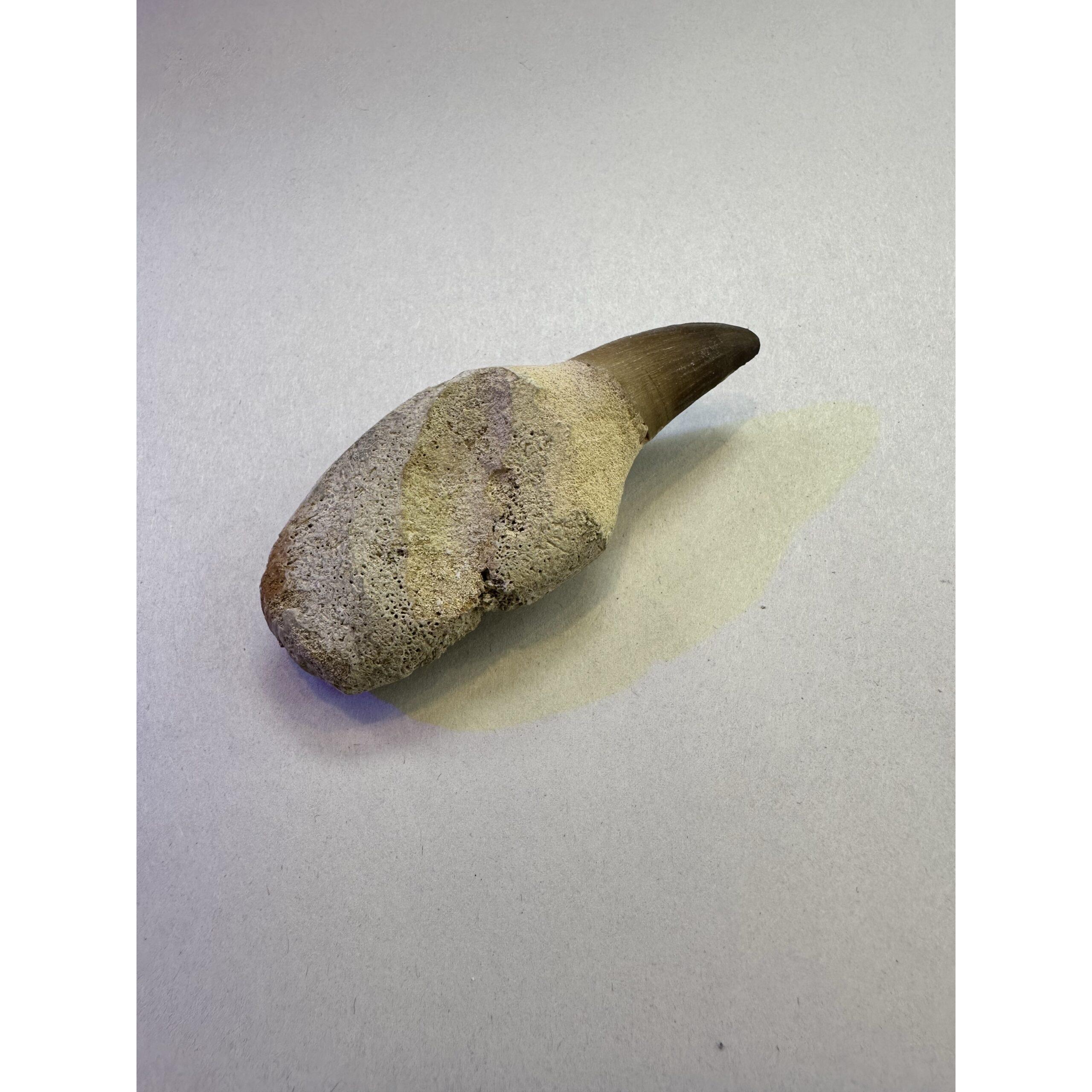 Mosasaurus tooth with root, 3 1/2 inches Prehistoric Online