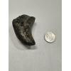 Mammoth Right Manus Lateral Sesamoid, Florida Prehistoric Online