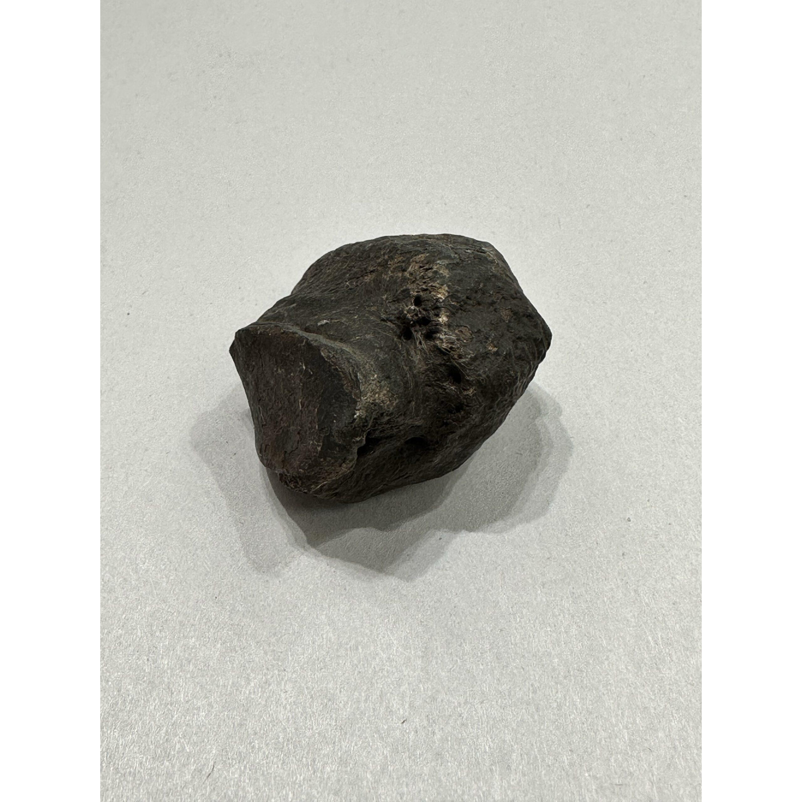 Mastodon Metatarsal bone, Florida, Chocolate brown color Prehistoric Online