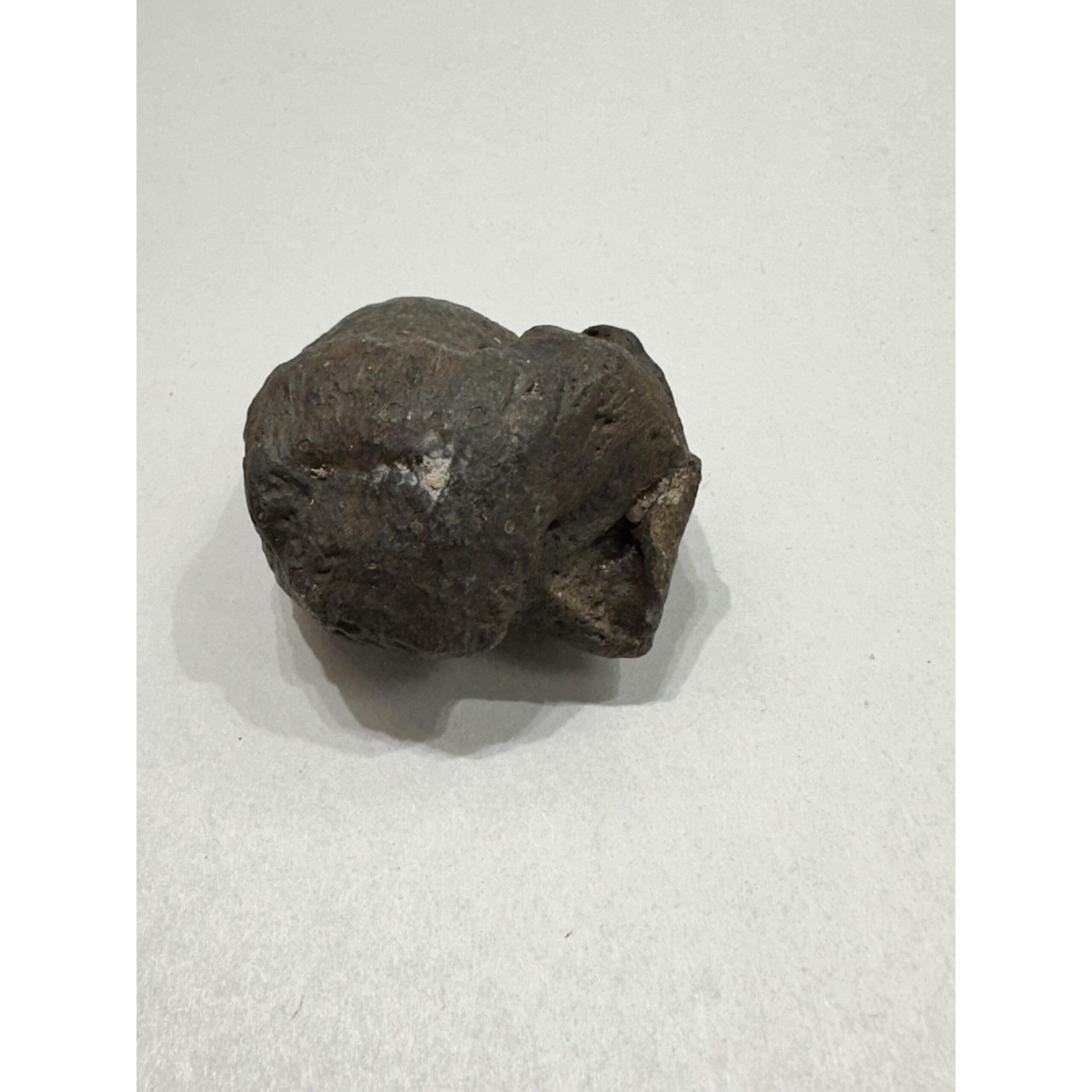 Mastodon Metatarsal bone, Florida, Chocolate brown color Prehistoric Online